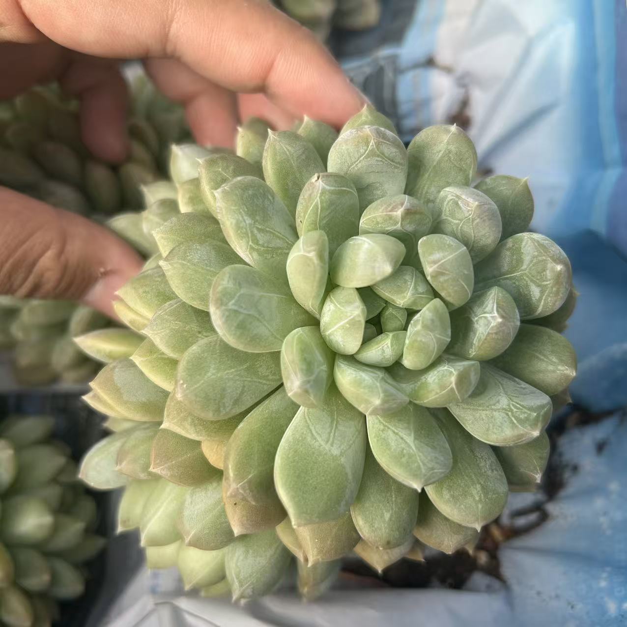 三头起百达翡翠      多肉