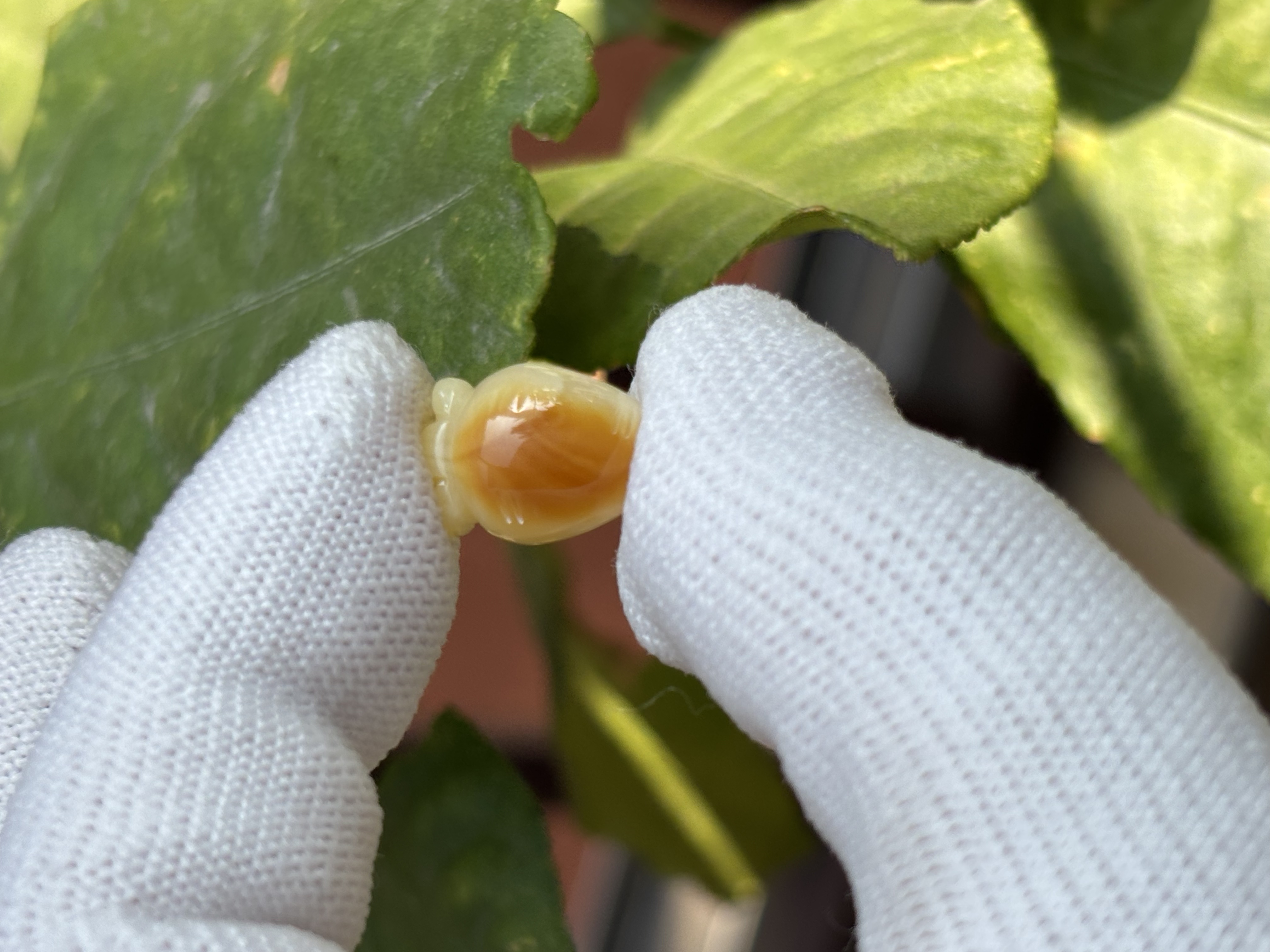 5572天然蜜蜡琥珀胡萝卜配饰10.6x15.4x9.4mm