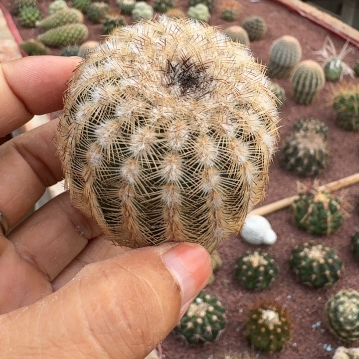 仙人球，丽光虾，有根