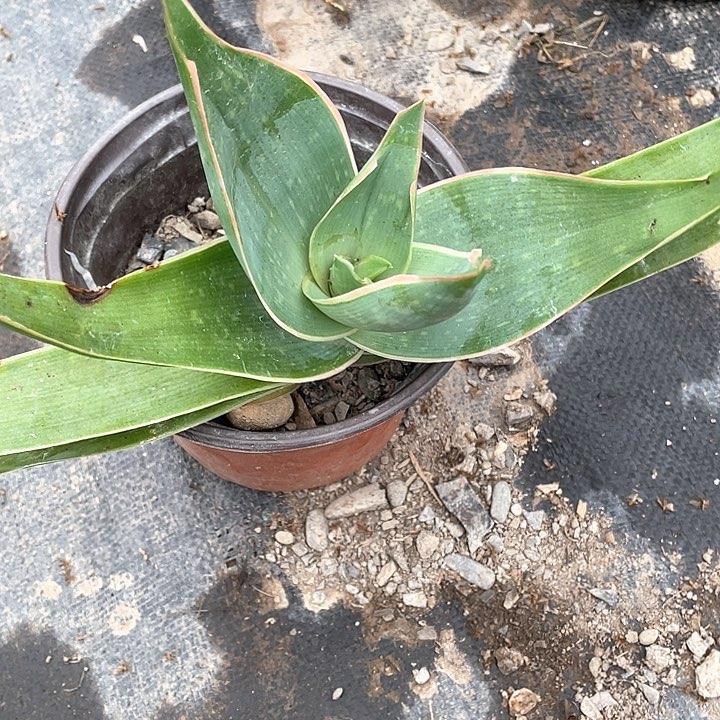 无花朵芦荟银方锦