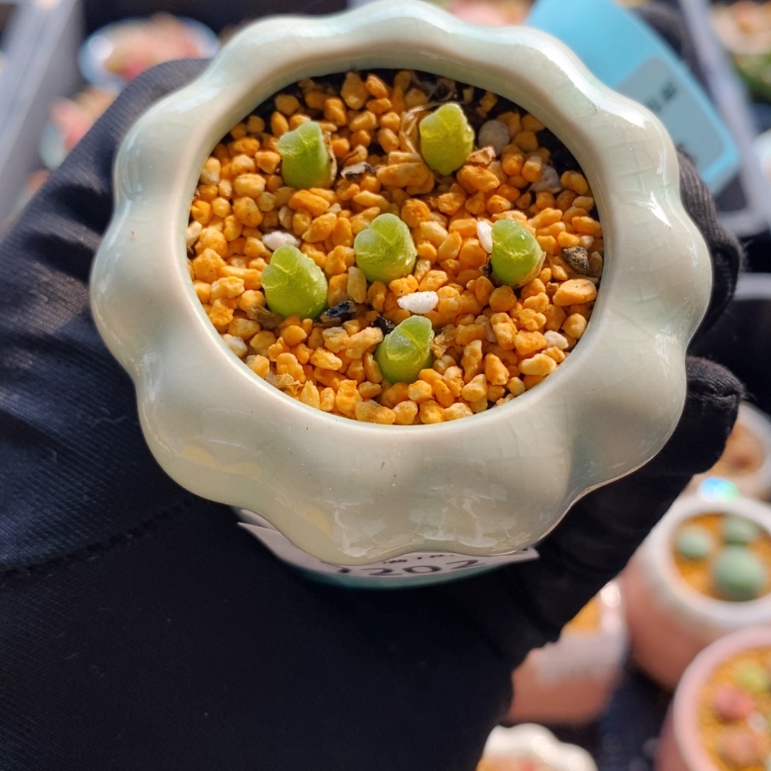 7202--一物一拍 带盆 奶瓶