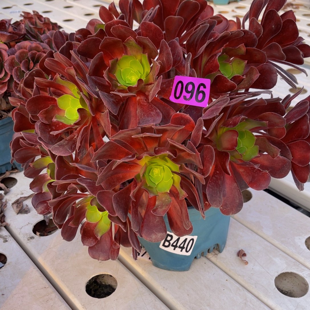 欧啦啦法师7/—45包邮