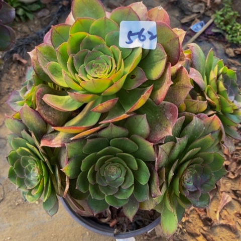 红心万圣节多肉562%多肉不包断