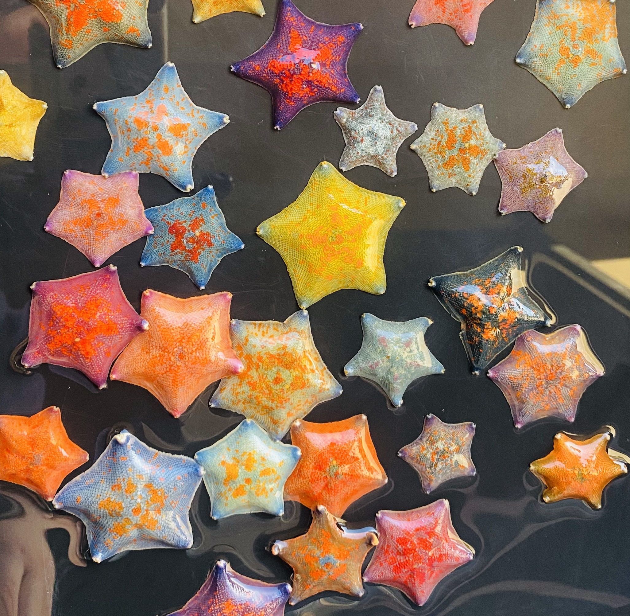 萌宠宠物直播选拍