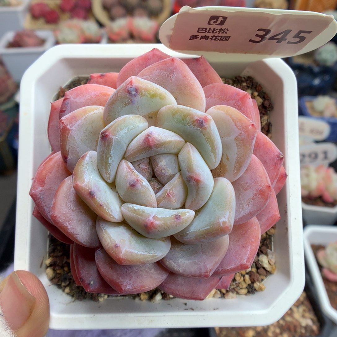 345糖心B06多肉植物