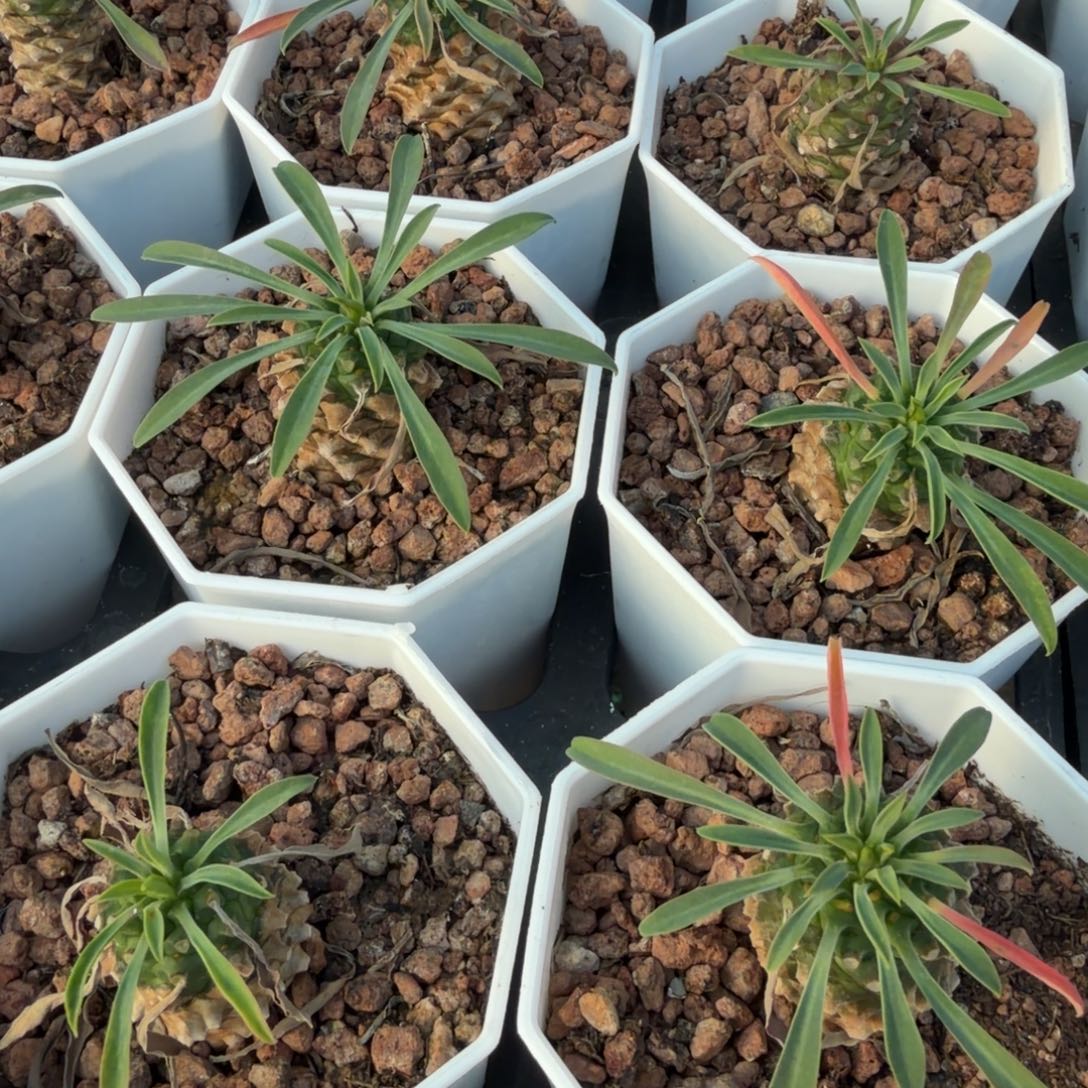 闪电购铁甲麒麟脱土发