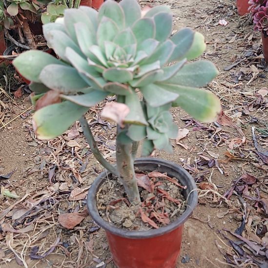 翡翠城法师加急13