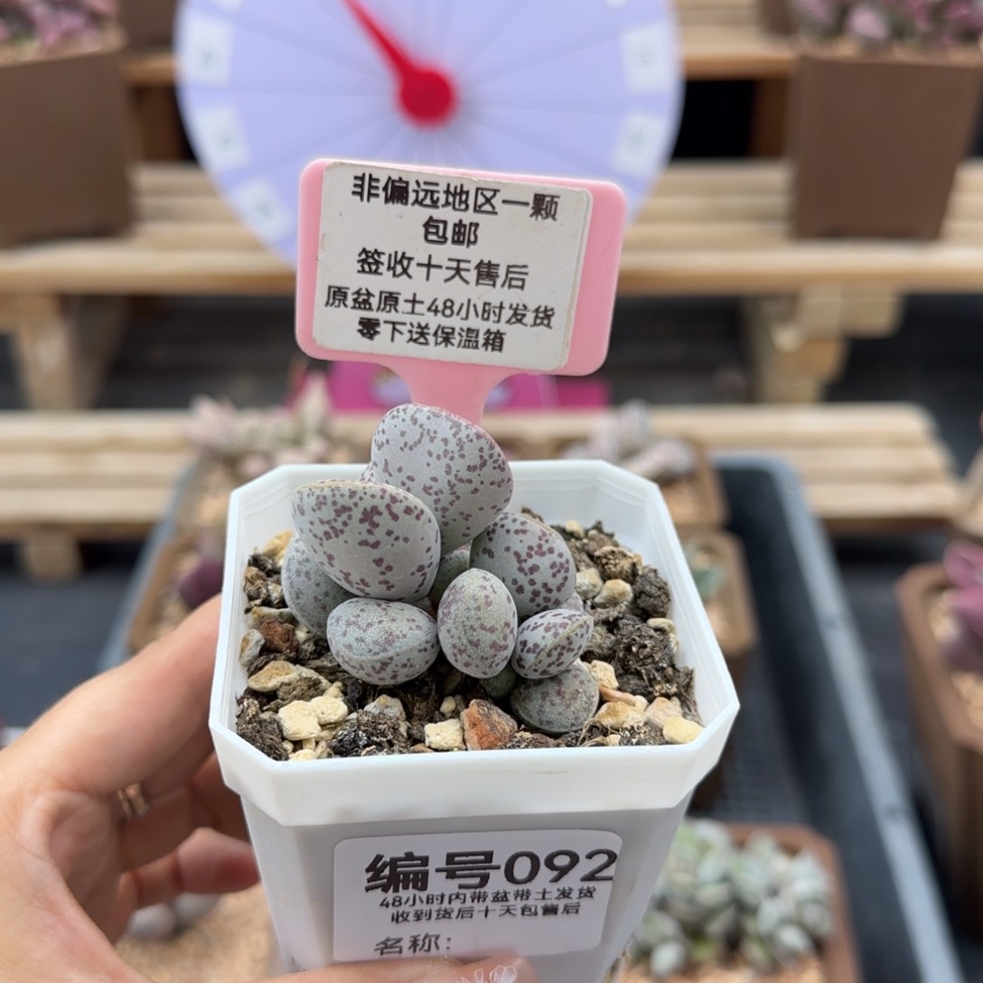  092红点粉蛋多肉植物