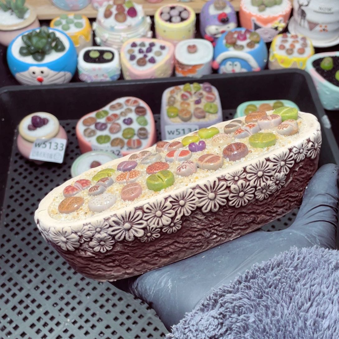 w5138--带盆土发货，零下地区拍保温箱