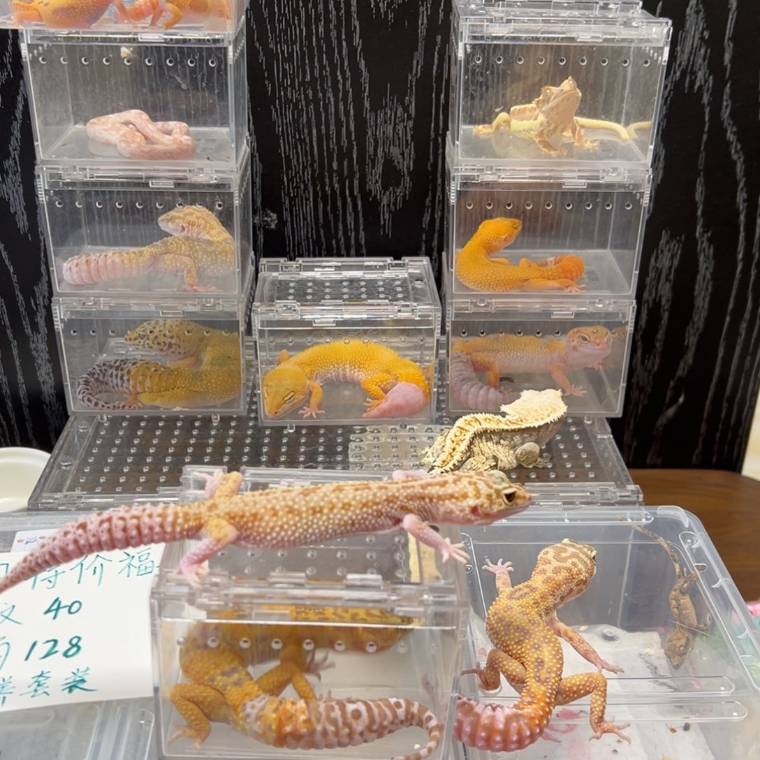 豹纹守宫繁育组暴龙