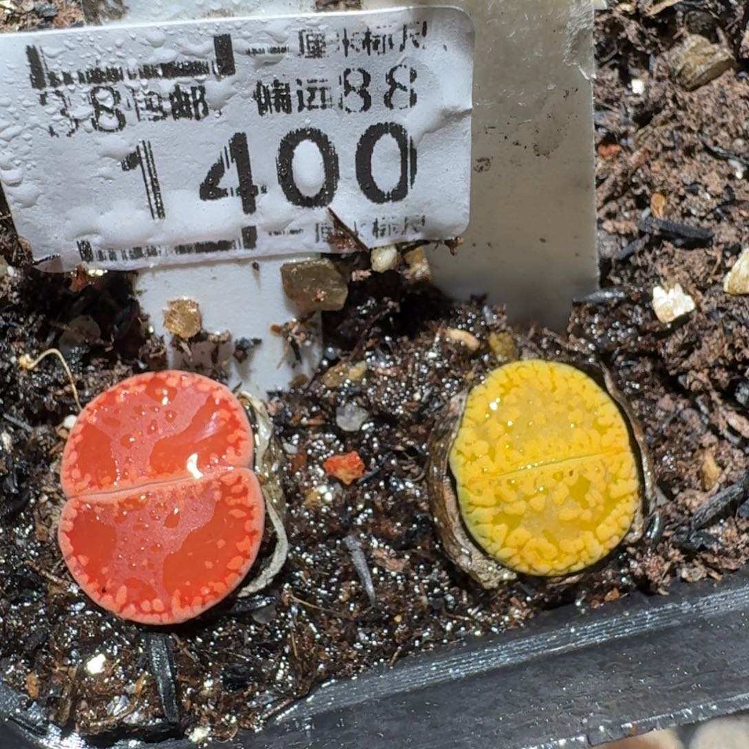 ZZZ精品清货价1400