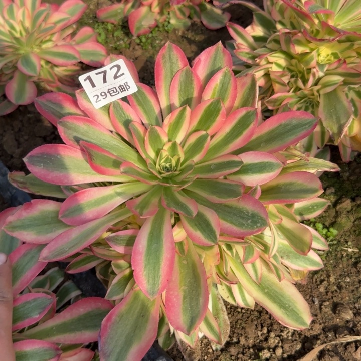 香妃……多肉植物……