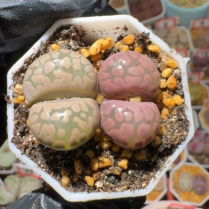 M***活生石花3:：。在。 339号