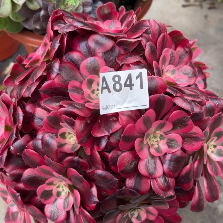 841美杜莎25厘米左右