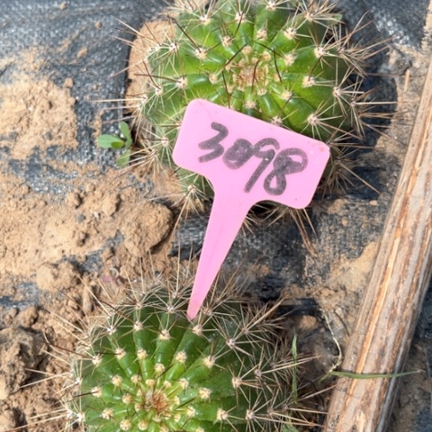 牛牛毛花柱随机3098号