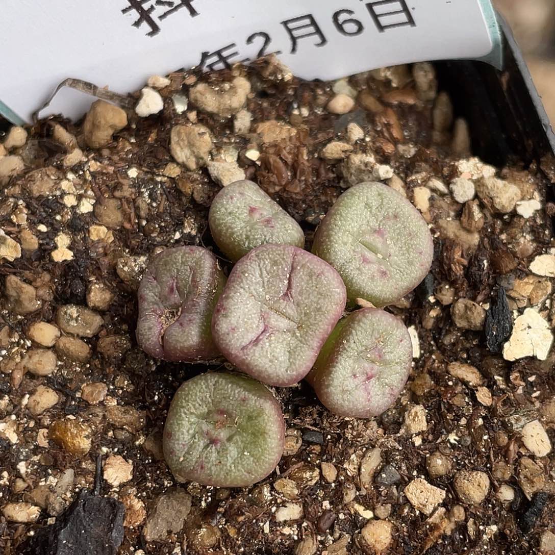 6-9方碗多肉植物