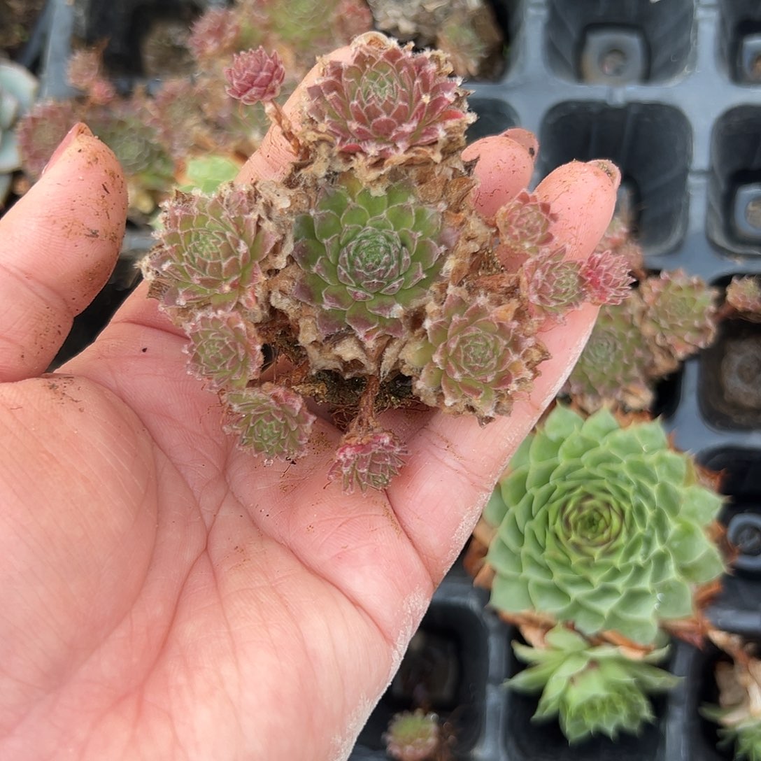 多肉植物多肉植物