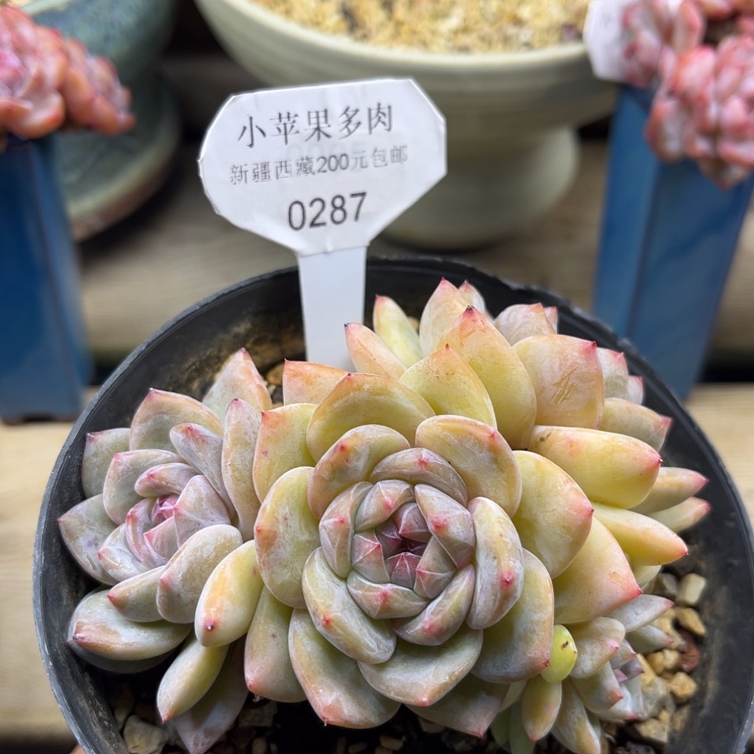黄底紫心287/11cm4头