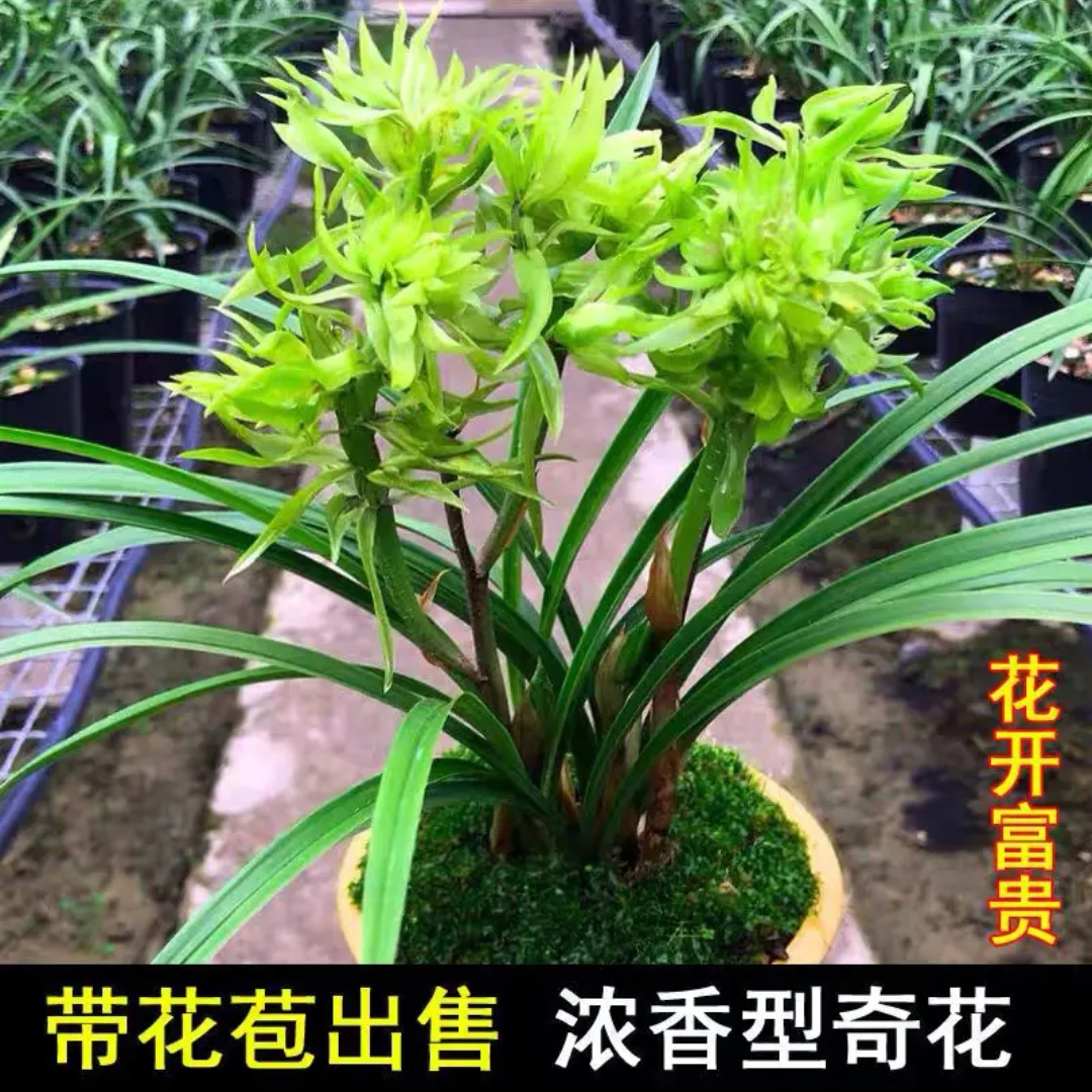 带花苞名贵春兰【花开富贵】奇花盆栽浓香型正品兰花苗室内绿植物