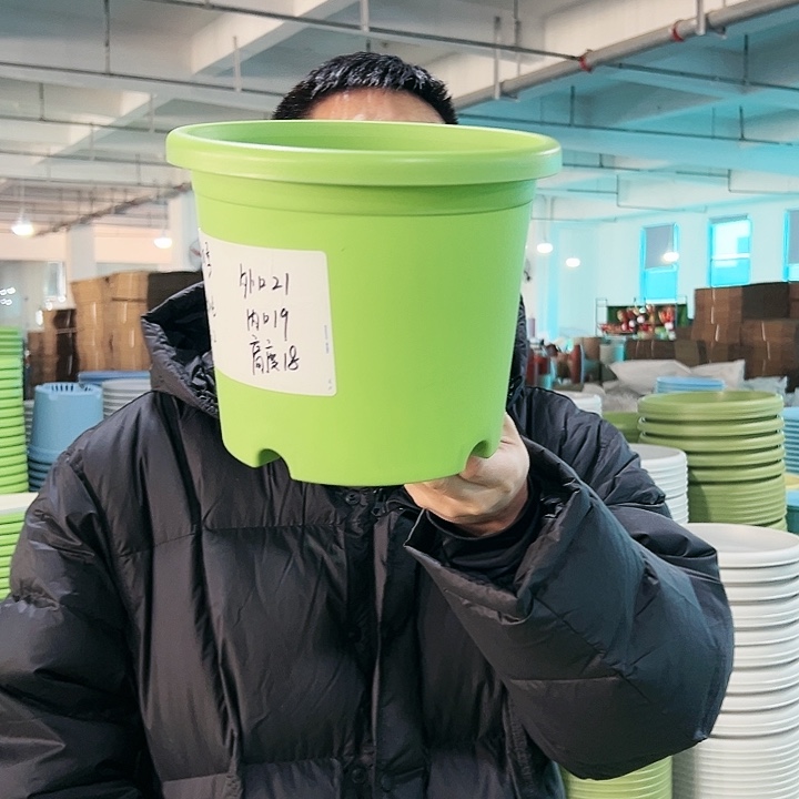 特价3号四季口21高18果绿无托10只