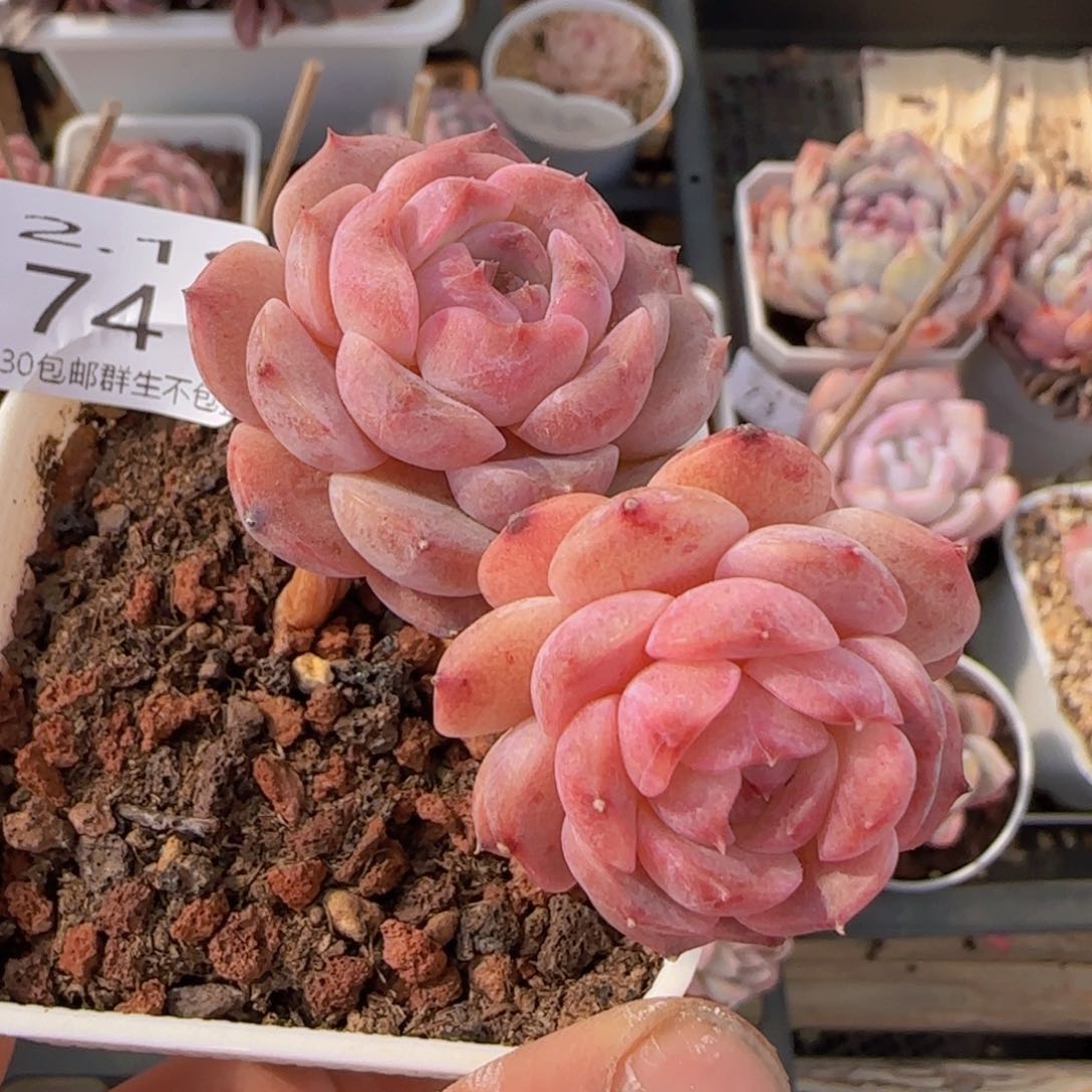 冰魄双头老桩一颗脱土