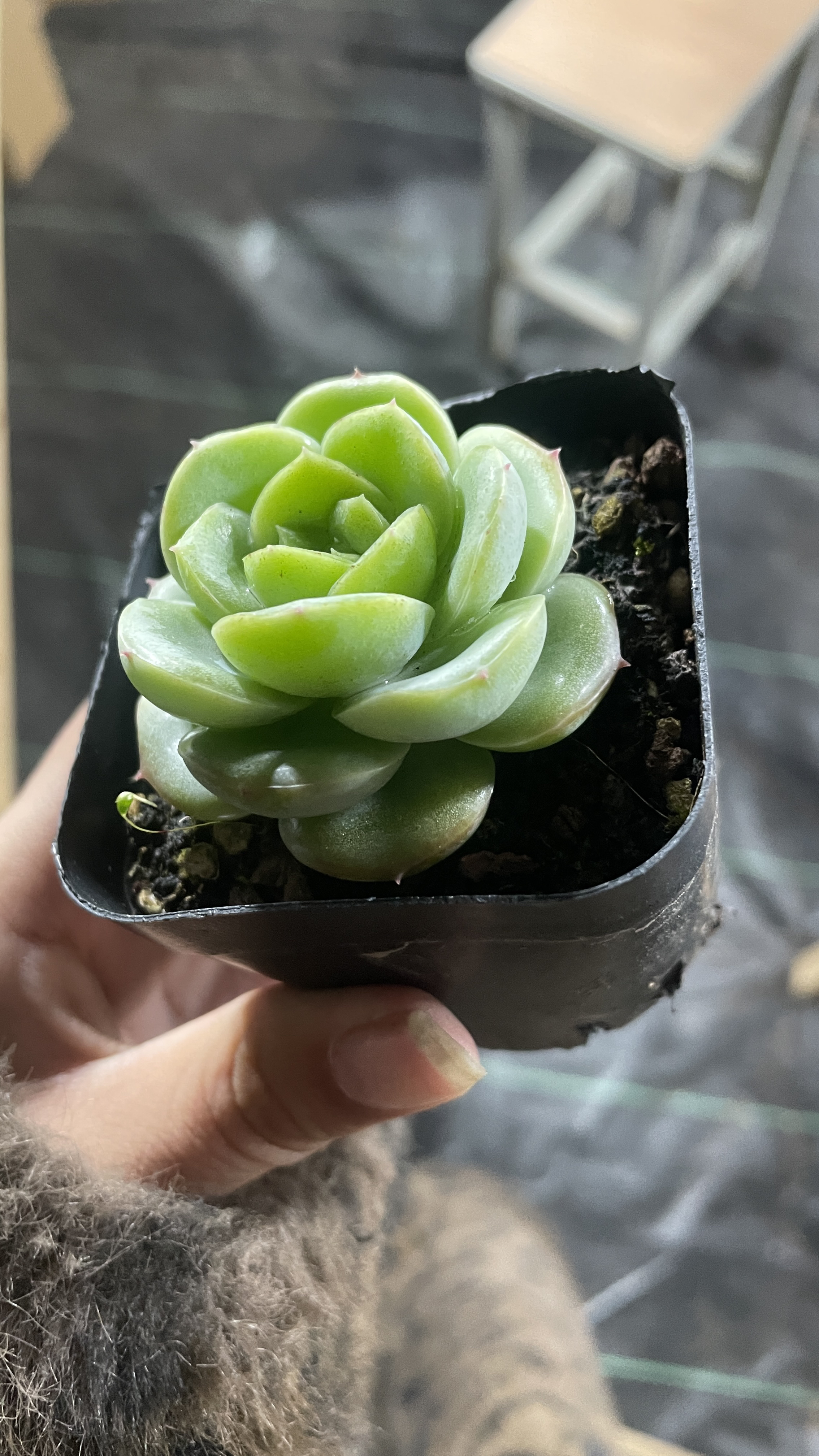 精品绿宝宝锦多肉植物