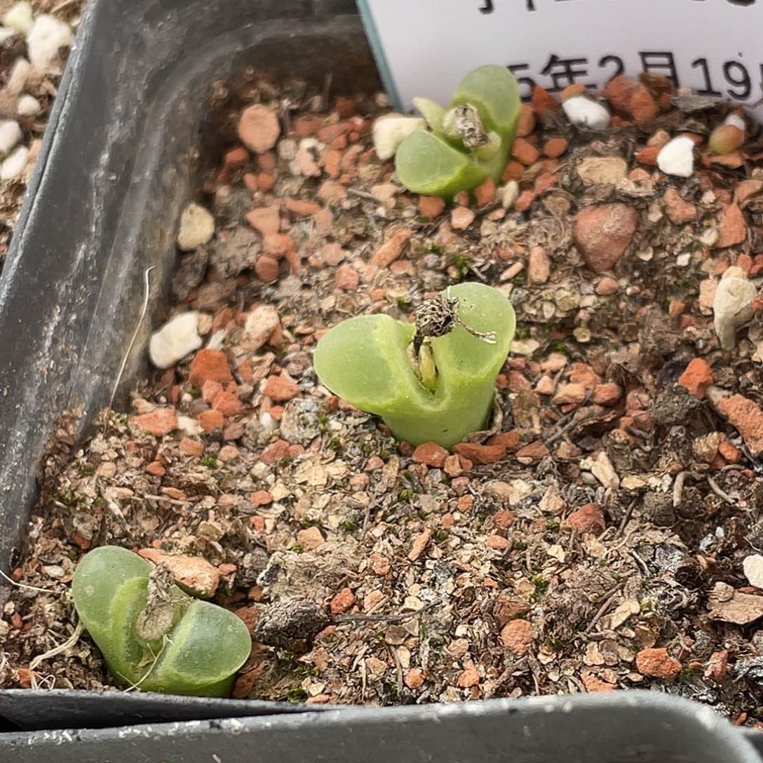 19-53风铃多肉植物