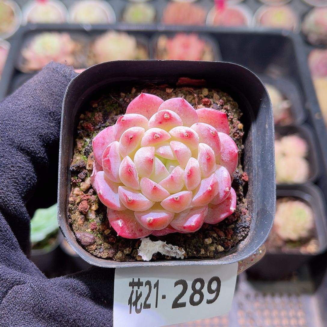 花利美21-289新品