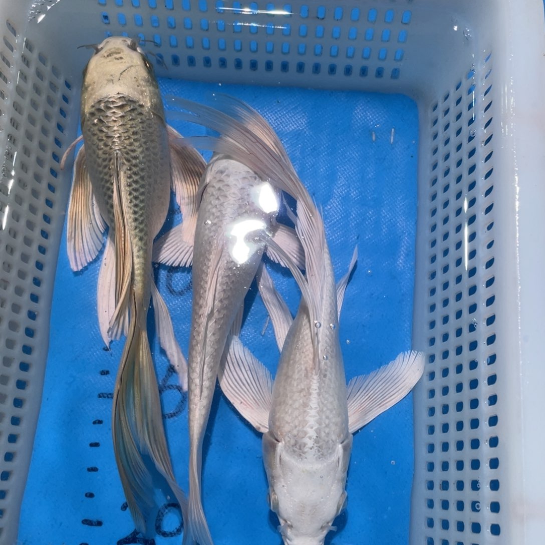 锦鲤锦鲤包邮包售后
