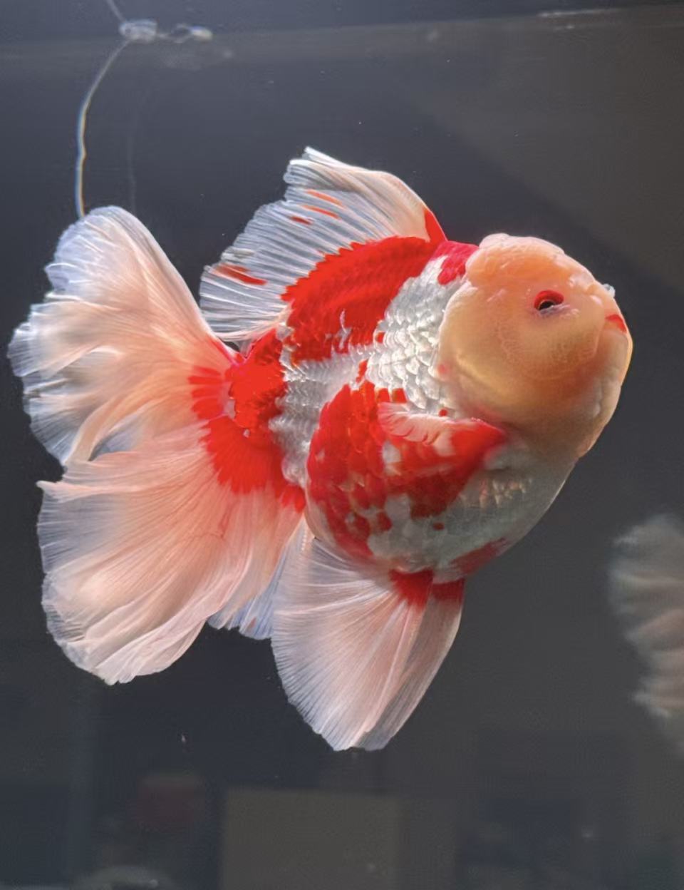 精品兰寿金鱼观赏鱼冷水耐活好养