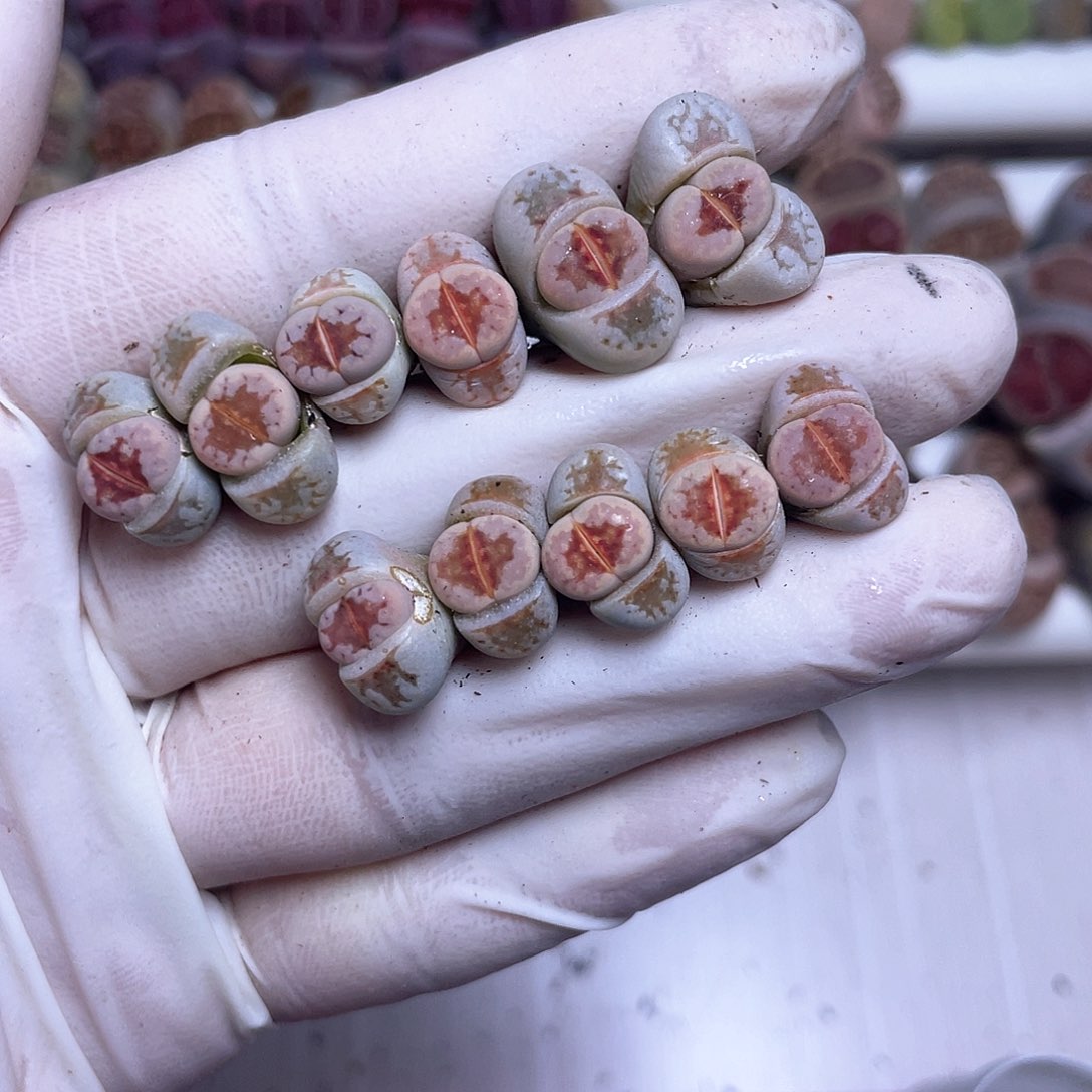 292号 两颗退又点长