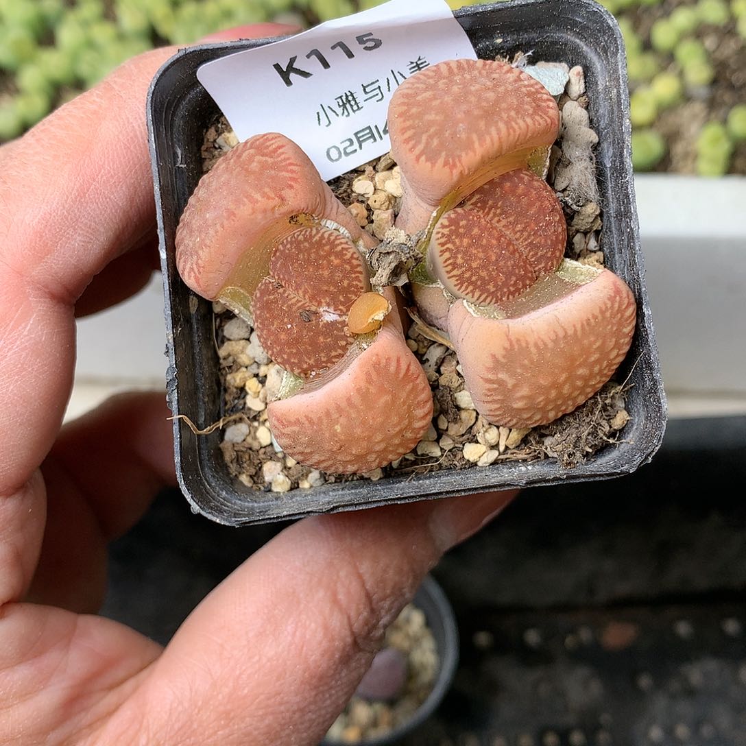 K115多肉植物保护研究所