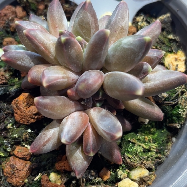 新品美人584号多肉啊啊