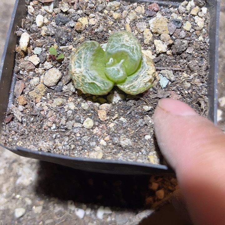 满38包邮2天凑单，脱土晾根发货多肉植物