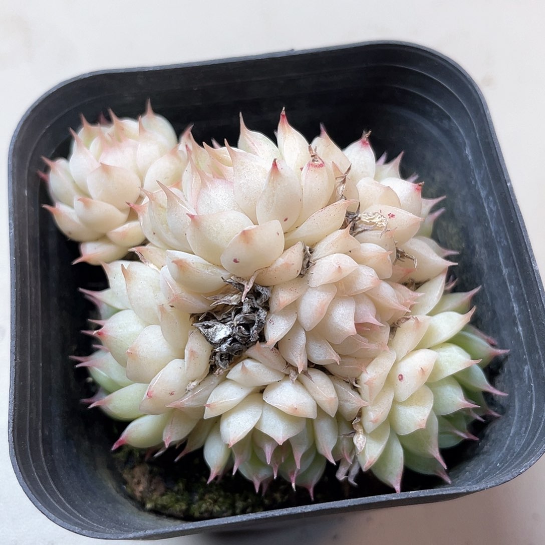 开播福利女王9442