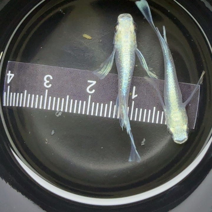 青鳉鱼瑕疵天使之翼72号