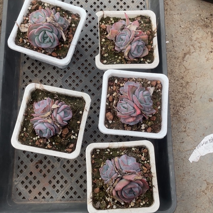 布鲁兰15.8一盆三头四头