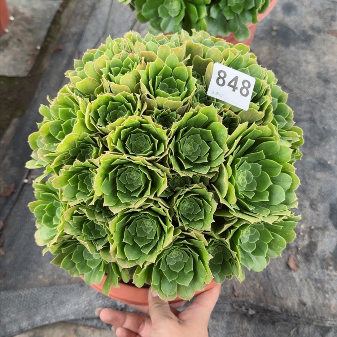小*848多肉植物绿朵