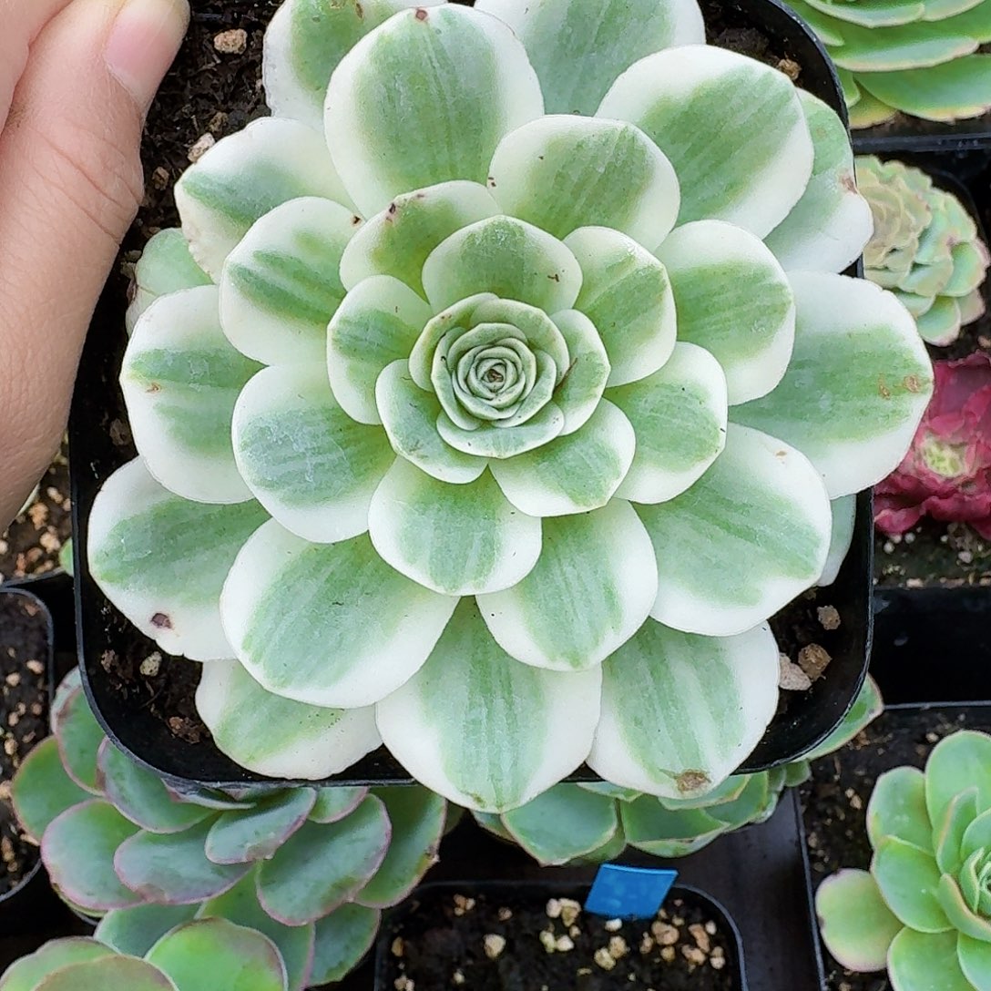 冬雪山地玫瑰锦10cm