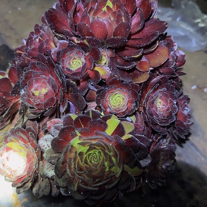 新品种黑魔捧花大颗亏本福利