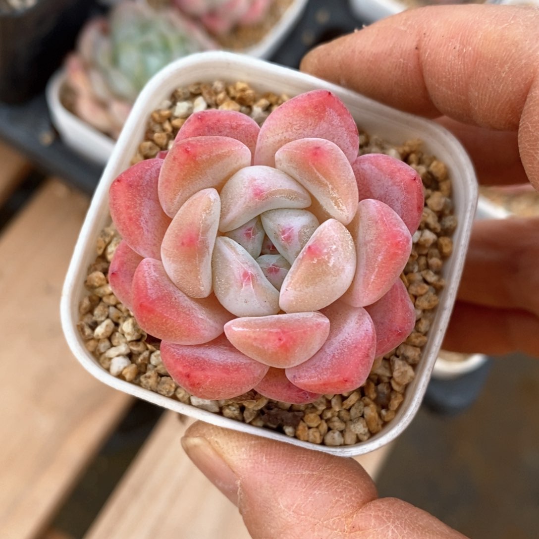 精品多肉一物一拍不包整75