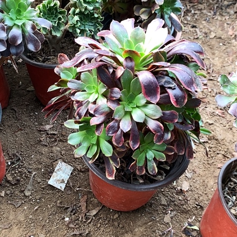 欧佳丽玫瑰玫瑰玫瑰