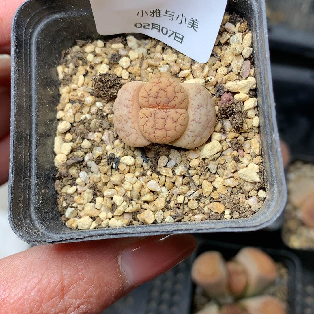 D121多肉植物保护研究所