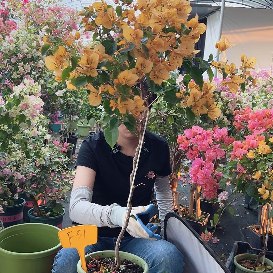 卡***姐大部分花苞少量开放F51金色光辉