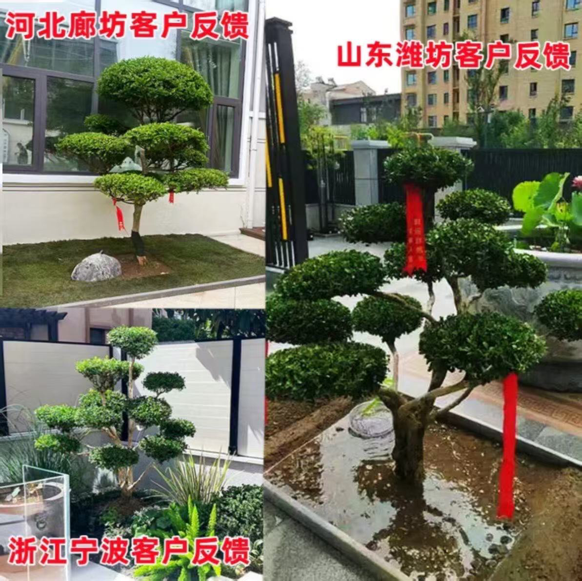 黄杨造型树小叶瓜子黄杨造型树庭院别墅造型黄杨树黄杨树四季常青