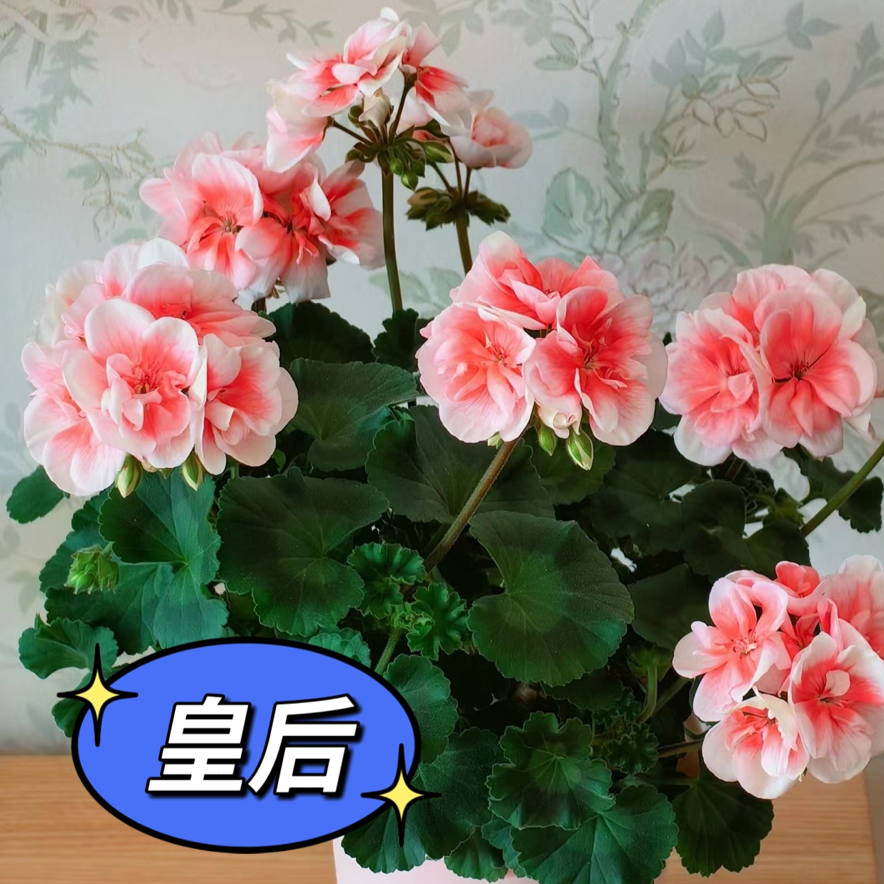 天竺葵《皇后》四季开花勤花品种