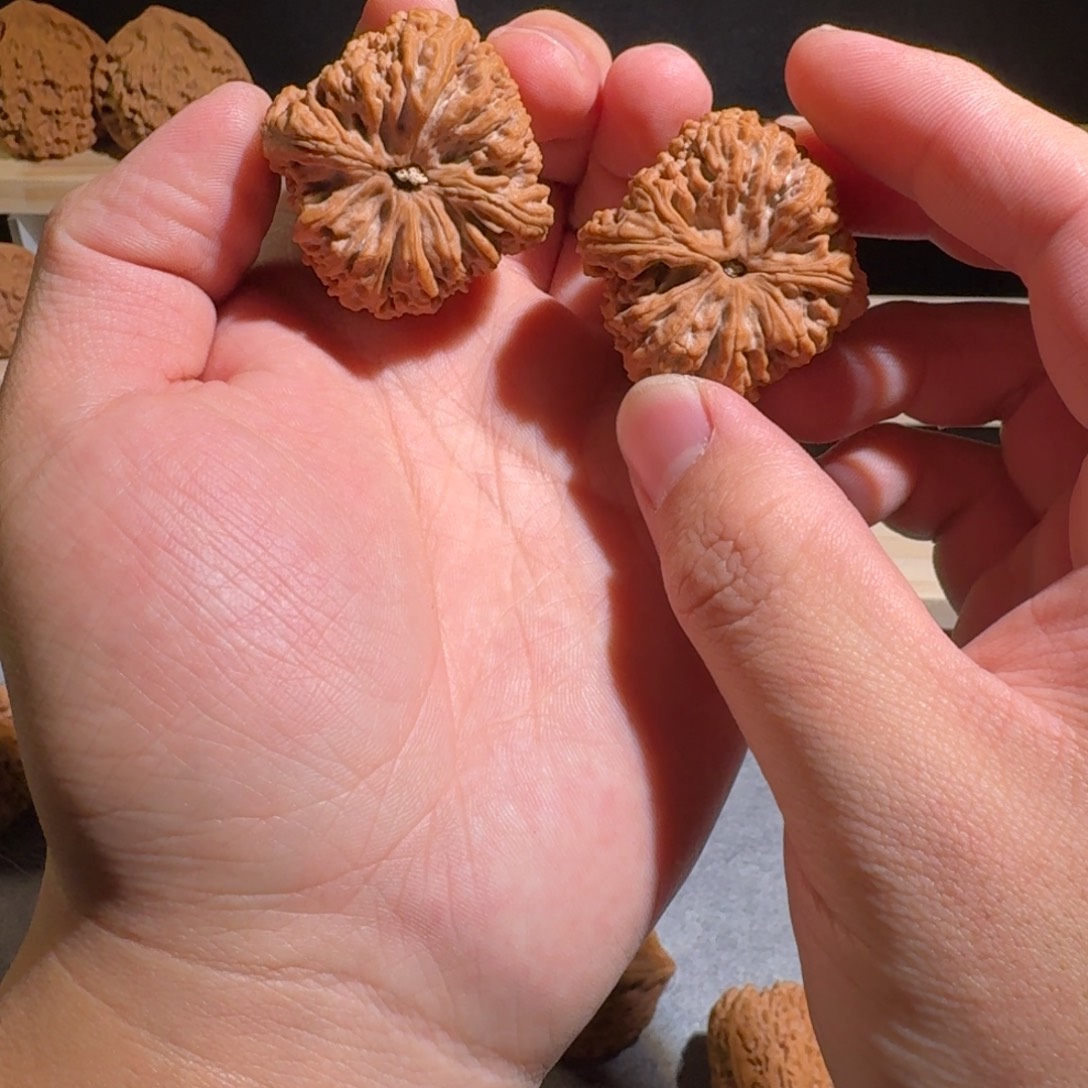 伍***月大叶紫檀（黑酸枝木类）