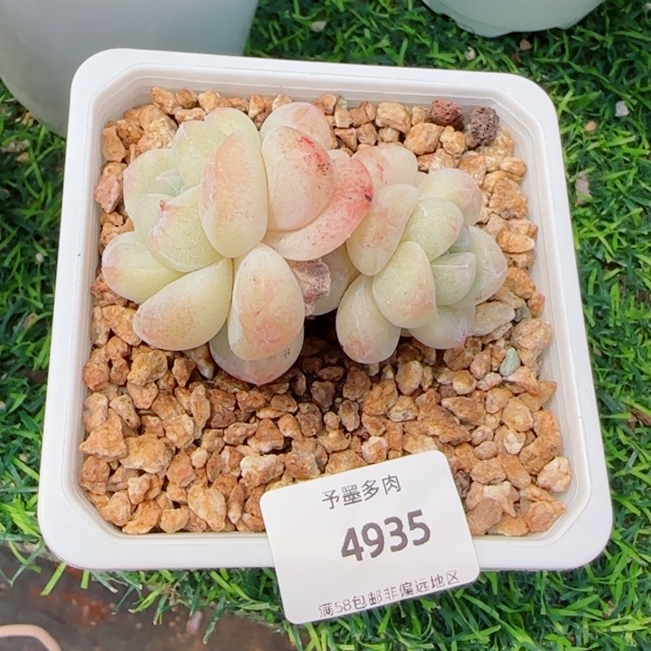 冰玉石化，4935多肉植物