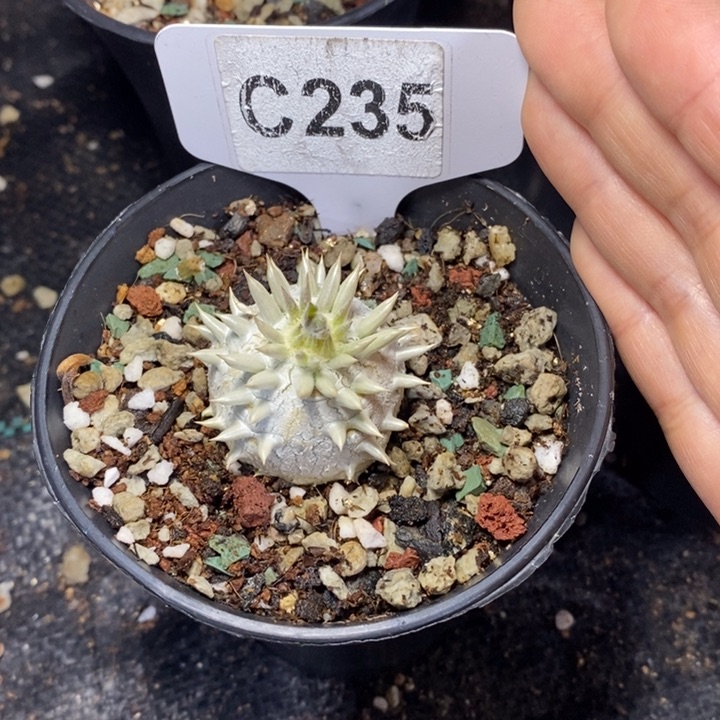 M**森福利惠比大黑一颗如图！！！