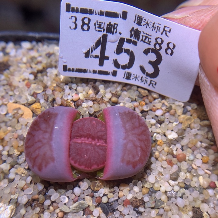 S精品生石花.453